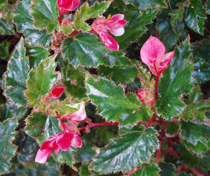 B. ‘Catalina’